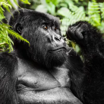 Mountain Gorilla #25