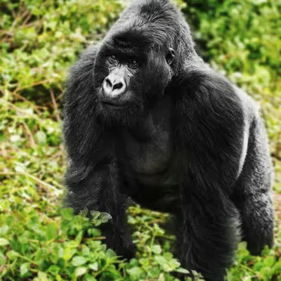 Mountain Gorilla #28