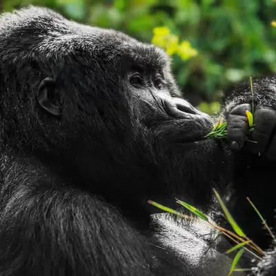 Mountain Gorilla #11