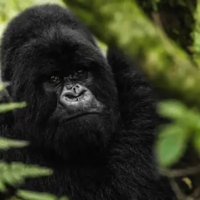 Mountain Gorilla #29