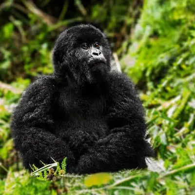 Mountain Gorilla #19