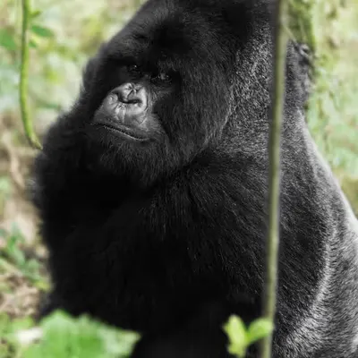 Mountain Gorilla #1