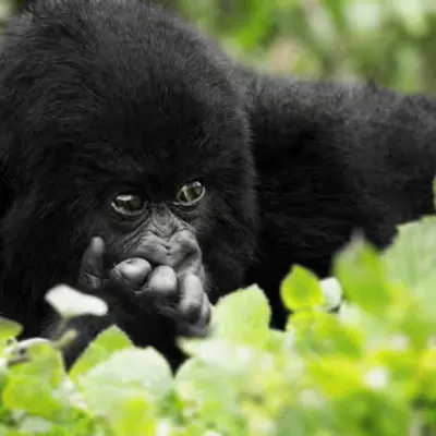 Mountain Gorilla #24