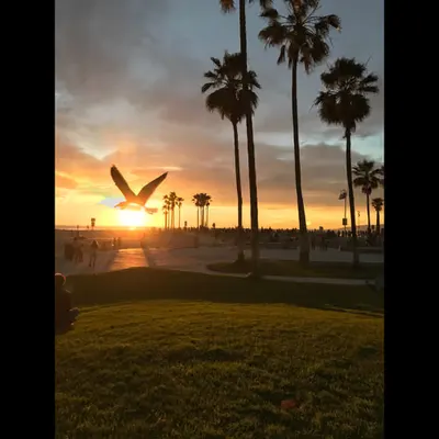 venice beach bird sunset