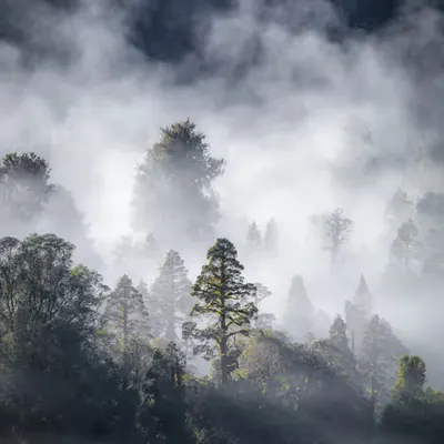 Dance of the mist