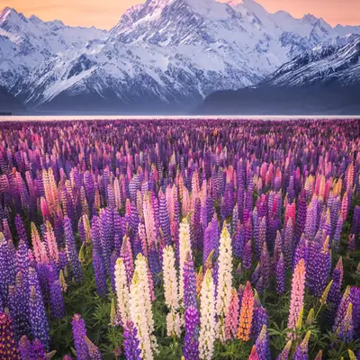Field of Dreams