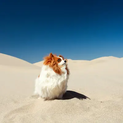 Dune dog