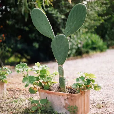 Mickey the cactus
