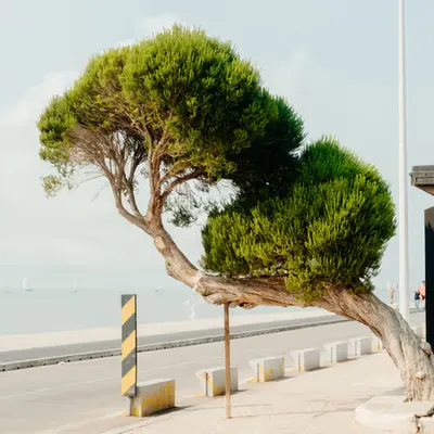 Leaning Tree