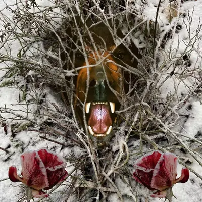 Bear Country
