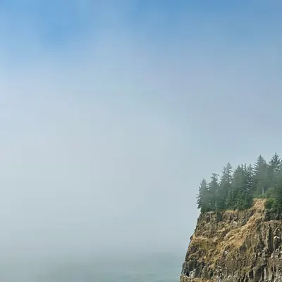 pacific mist + the trees.