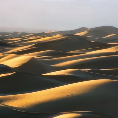The Dune Wanderer