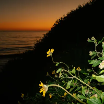 Coastal Flowers