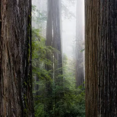 Giants Pt. 2