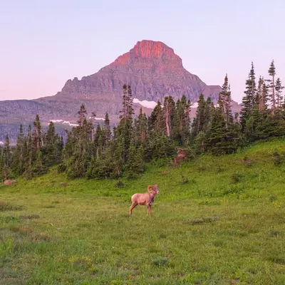 As the Mountains Wake