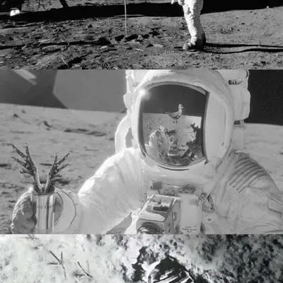 Moonbird