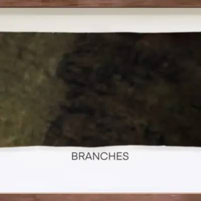 CR-22-11 Branches