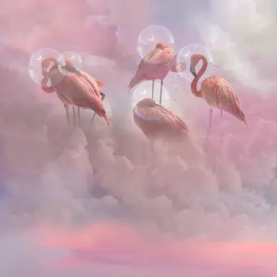 Flamingo Lullaby