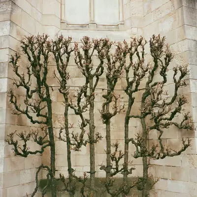 🌲🐙🧱