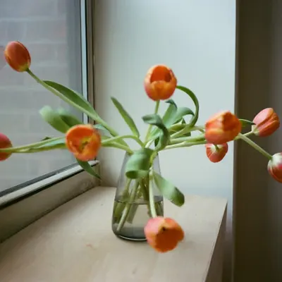 🌷🌷🌷🌷🌷🌷🌷🌷🌷🌷