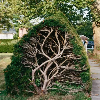 🌳🪢