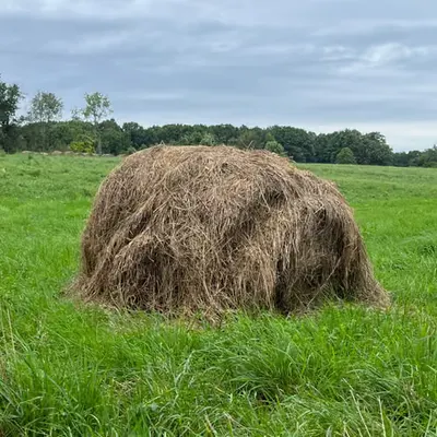🌾🌾🌾