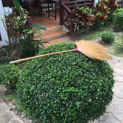🌳🧹
