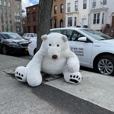 🐻‍❄️🧸