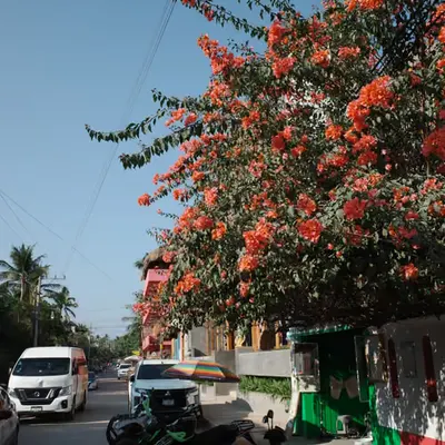 🌺 🏍️ 🇲🇽