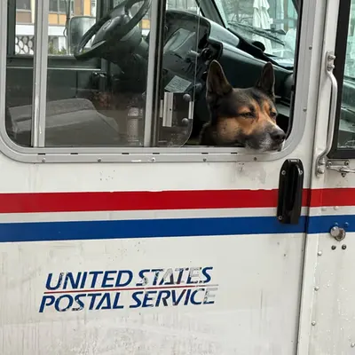 📬 🐶