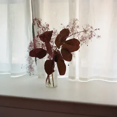 🥀 🪟
