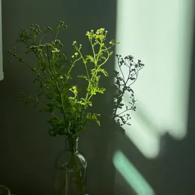 🍃☀️