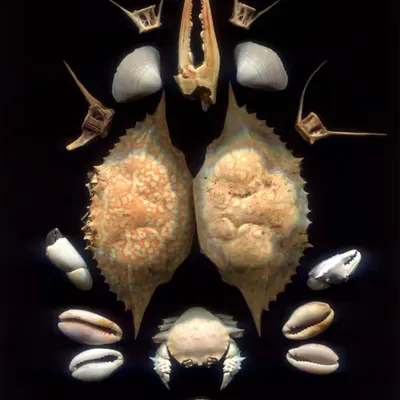 Shell 9/12