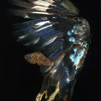 Blue Bird