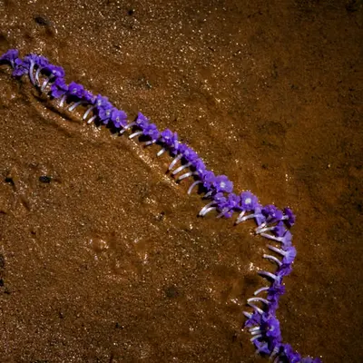 A Line in the Sand