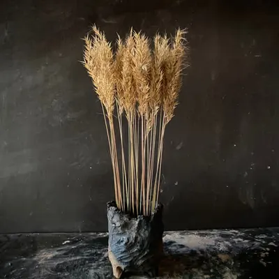 Grasses of Fire