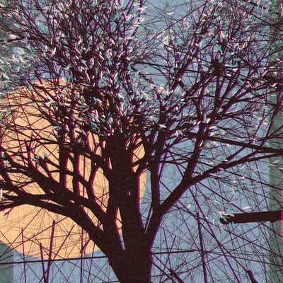 A Portrait of the Tree