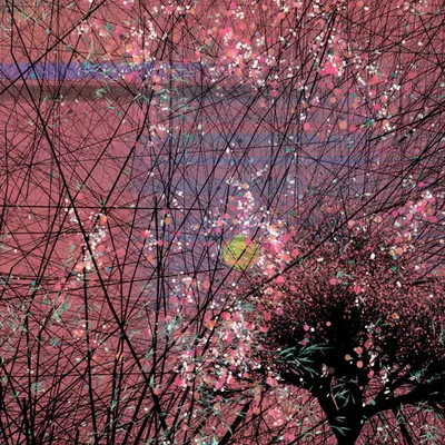 Sakura, cherry blossoms