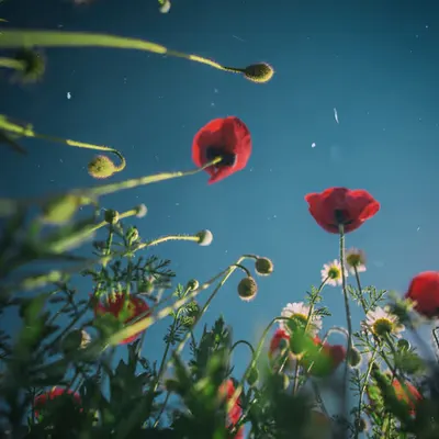 Spring