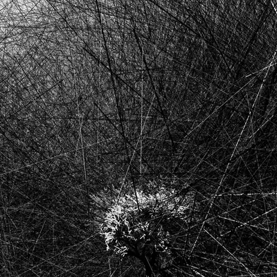 A Portrait of the Tree