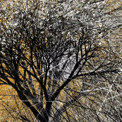 Conversation with the wind