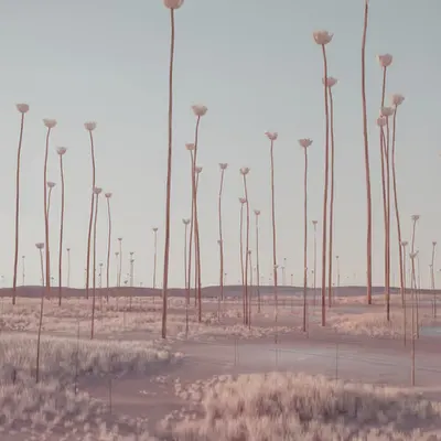 tall poppies