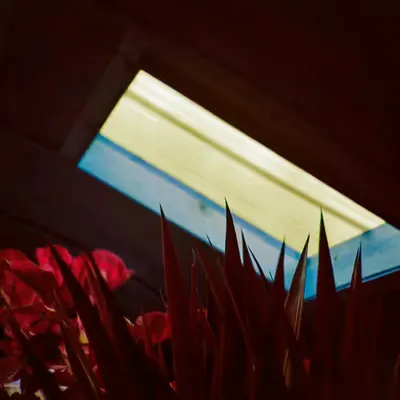 Red Bloom from the Skylight