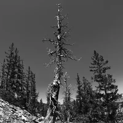 Standing Tall