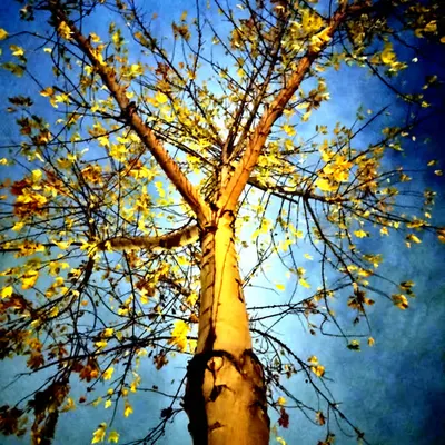 The Tree