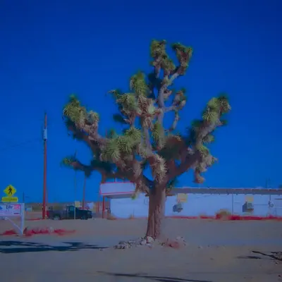 The Lost Tree in Town
