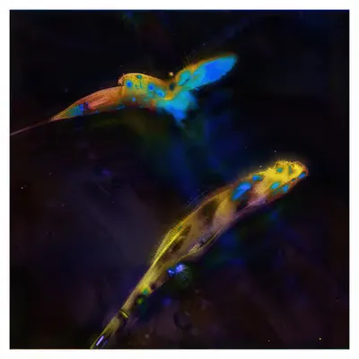 [GTRX-0413] Butterfly Dust