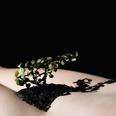 Bonsai