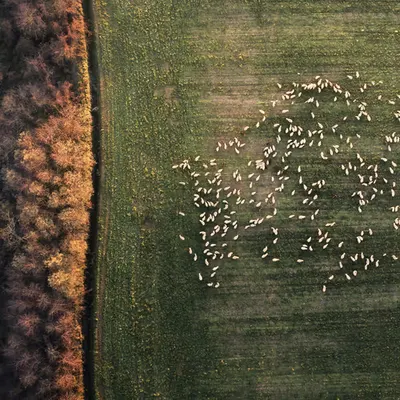 HERD