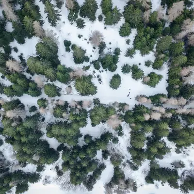 PINEWOOD